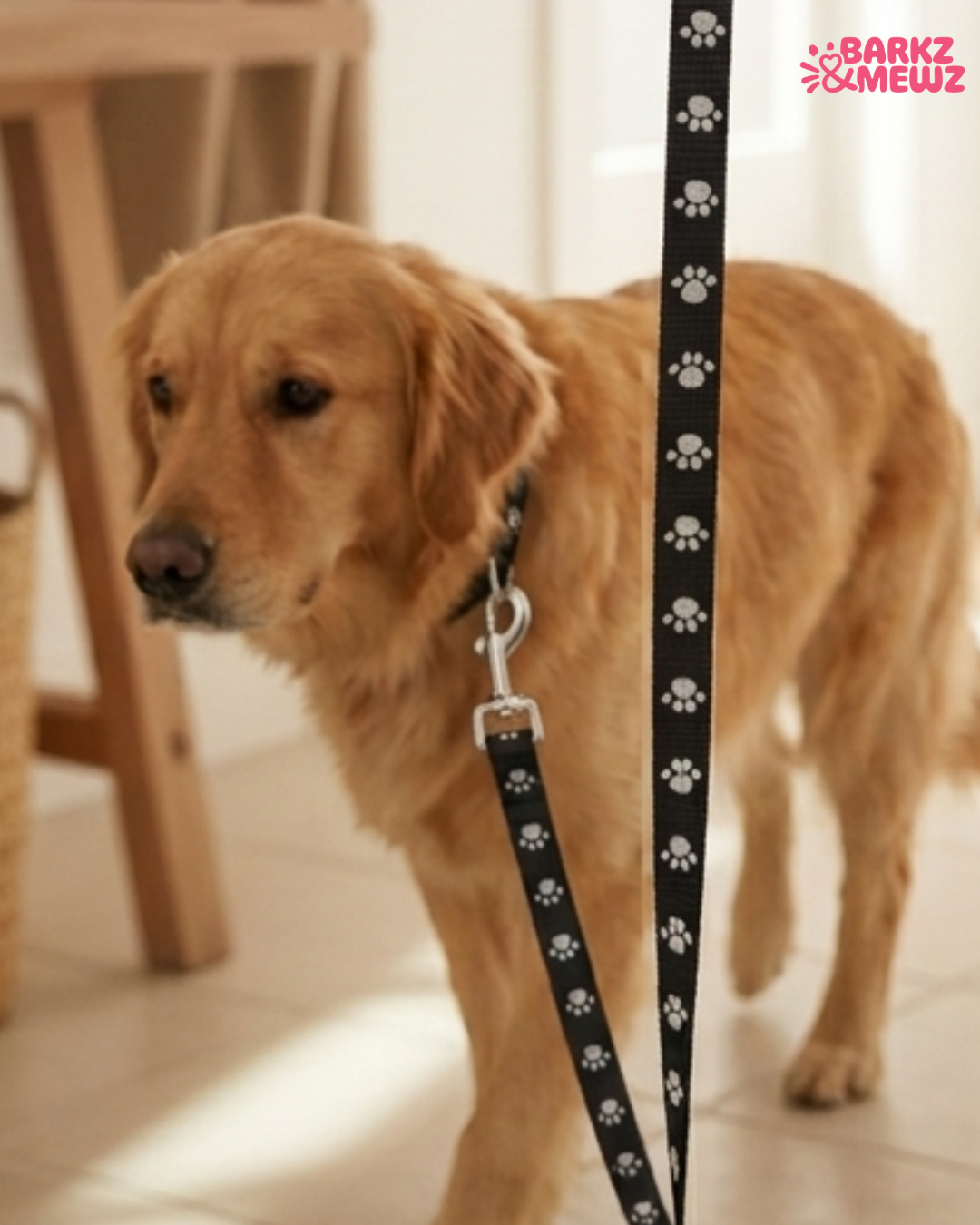 Collar & Leash – Paw Print + Bell (S, 10mm) view 4