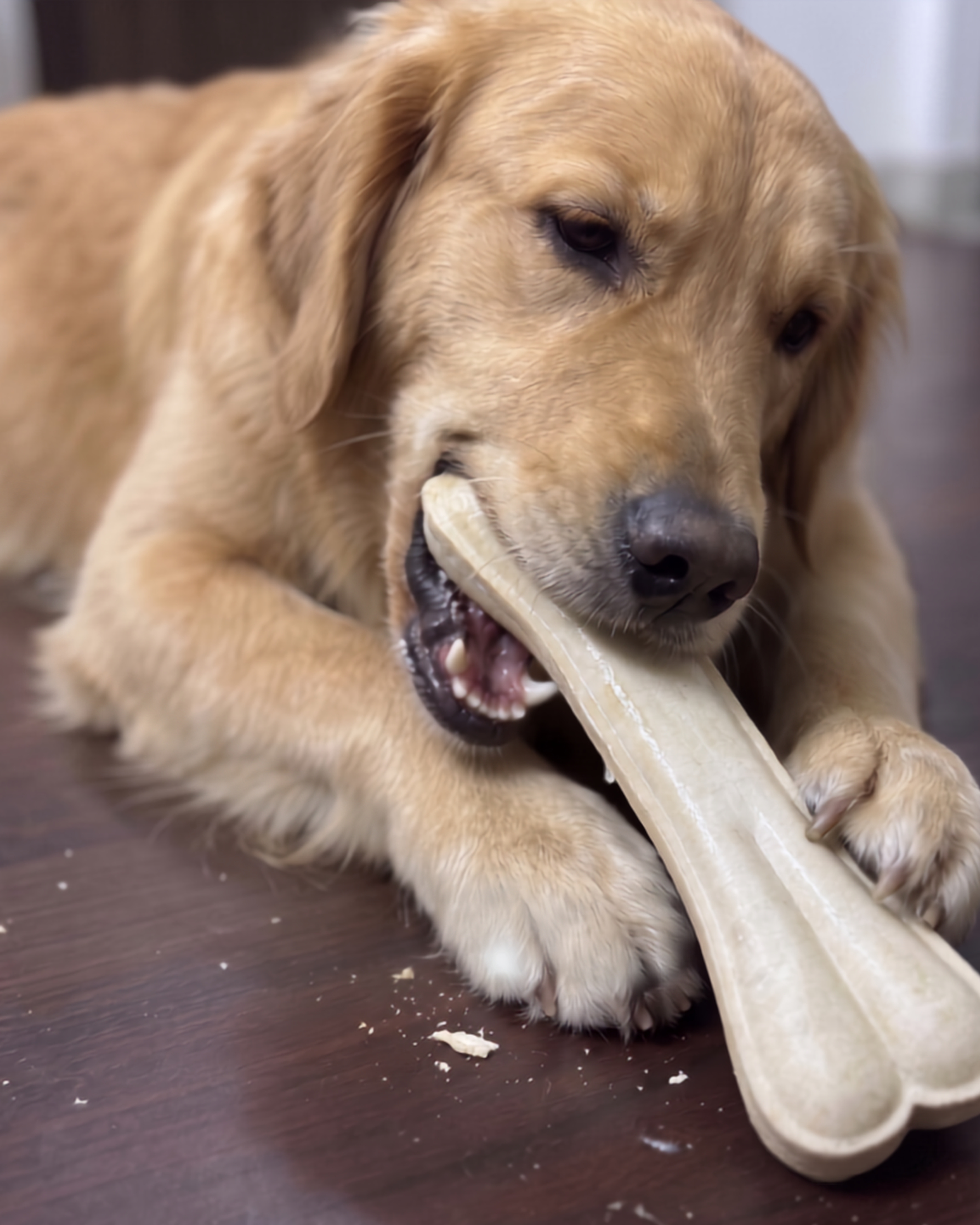 Premium Dog Chew Bone – 8 Inch (Pack of 1) view 3