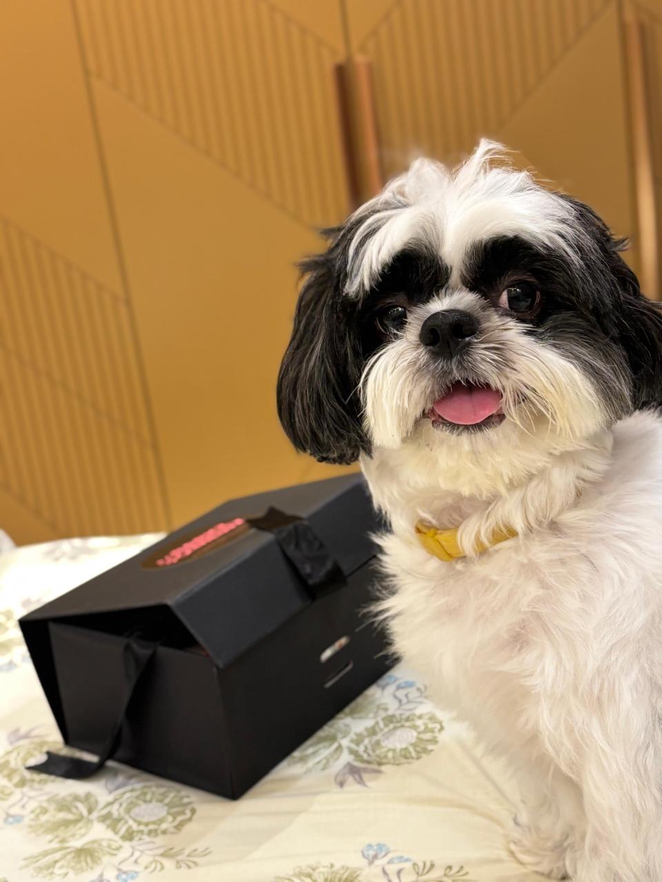 Coco — Shih Tzu