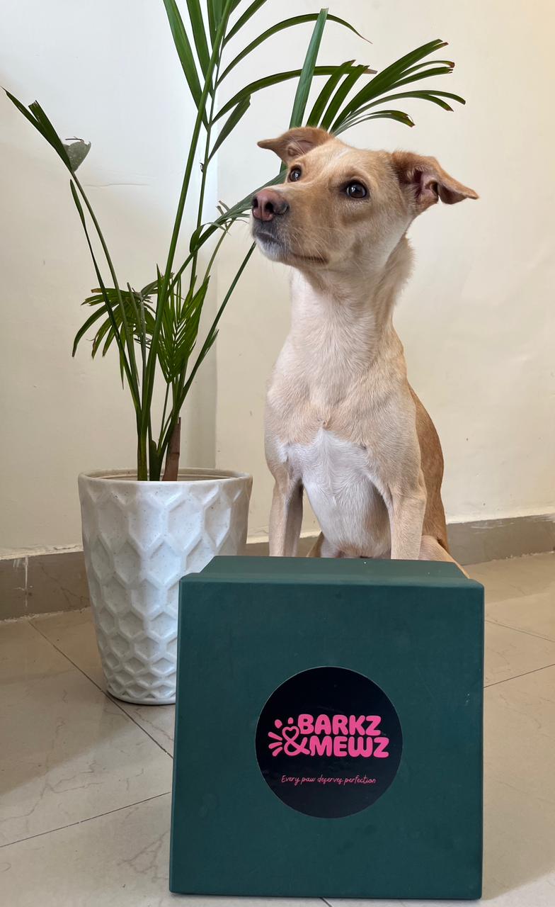 Bruno — Indie