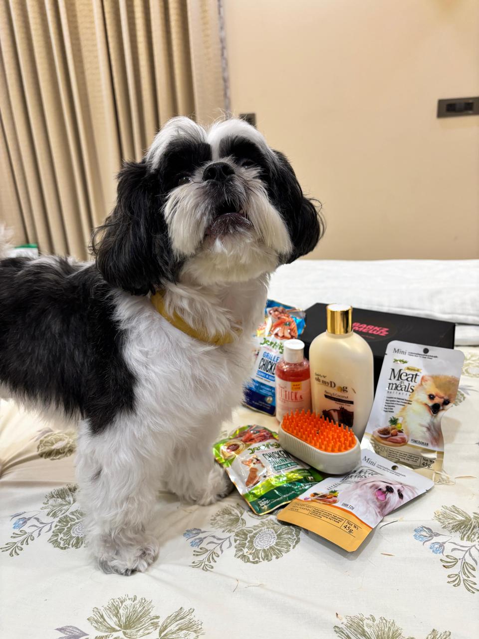 Simba — Shih Tzu