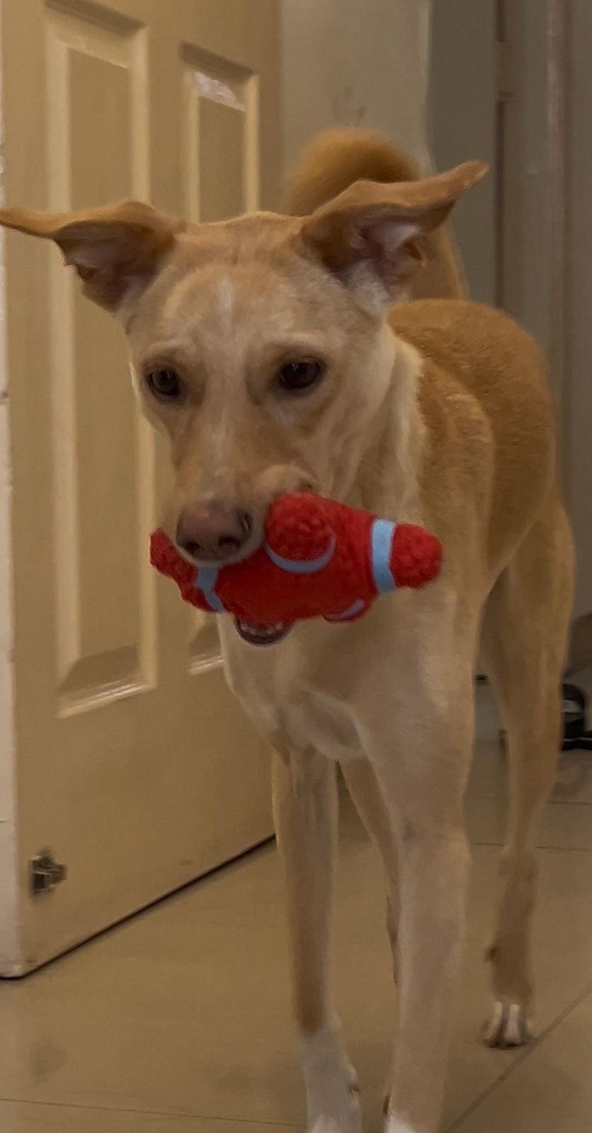 Max — Indie