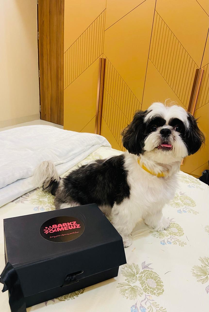 Biscuit — Shih Tzu