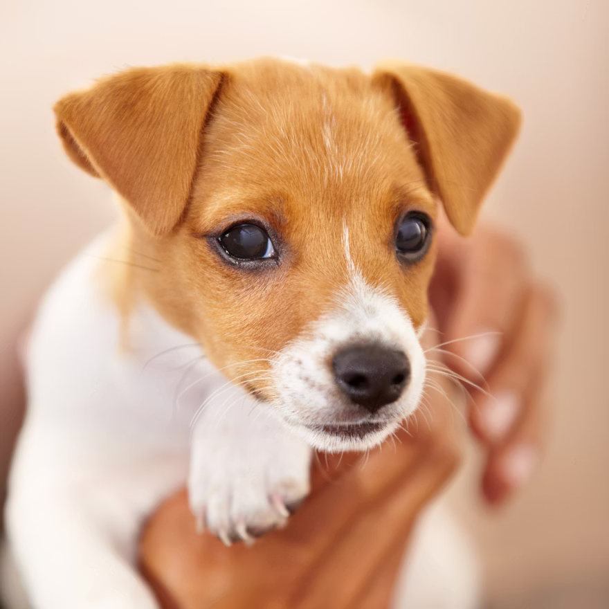 Oreo — Jack Russell Terrier