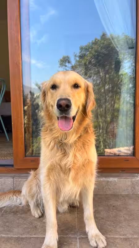 Mango — Golden Retriever