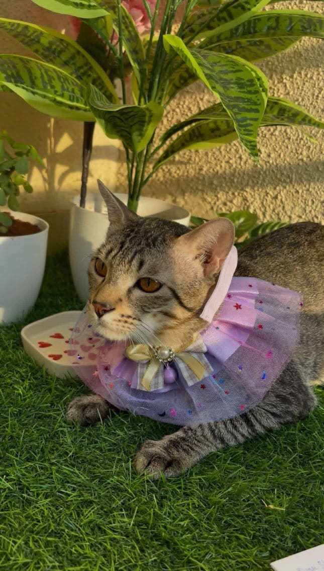 Biscuit — Indie