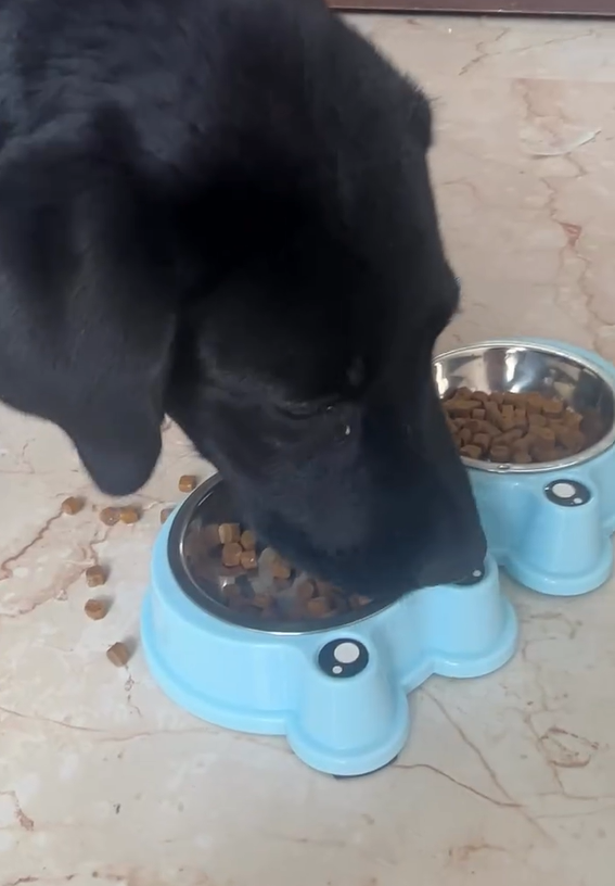 Goldie — Labrador