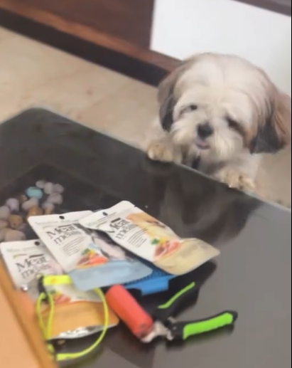 Lucky — Shih Tzu